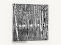 Birch Grove Light, black and white birch tree photograph, landscape canvas wall art print ready to hang