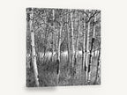 Birch Grove Light, black and white birch tree photograph, landscape canvas wall art print ready to hang