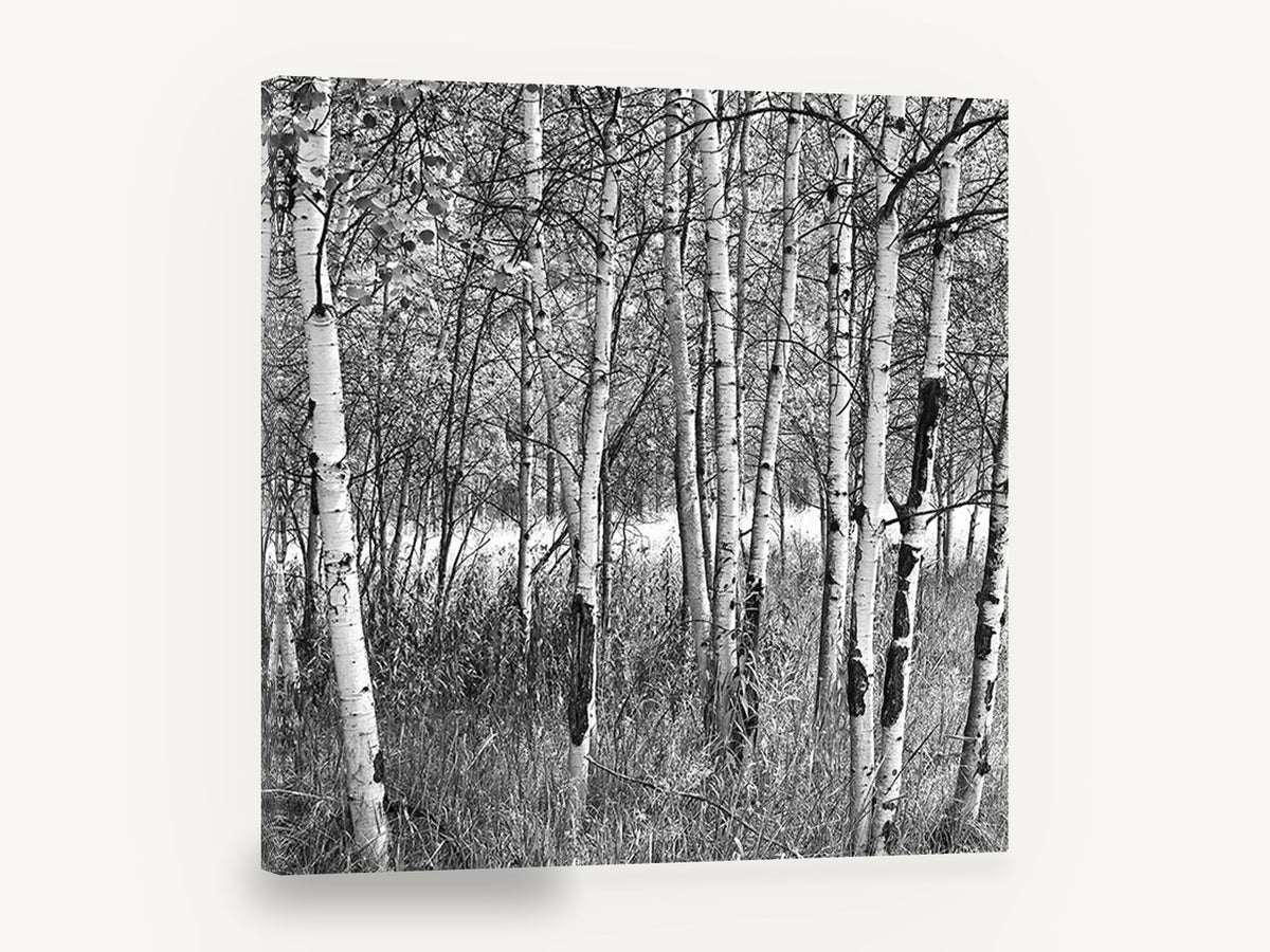 Birch Grove Light, black and white birch tree photograph, landscape canvas wall art print ready to hang