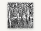 Birch Grove Light, black and white birch tree photograph, landscape canvas wall art print, front view