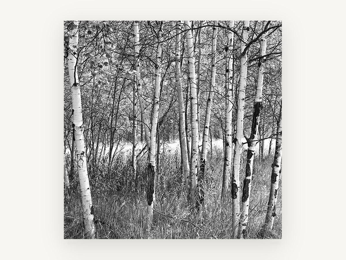 Birch Grove Light, black and white birch tree photograph, landscape canvas wall art print, front view