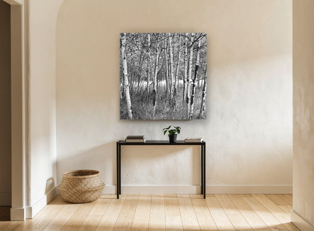 Birch Grove Light landscape canvas print on the wall of a hallway