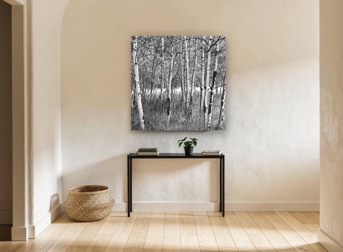 Birch Grove Light landscape canvas print on the wall of a hallway