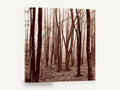 Sepia Wood Haze, misty bare forest sepia photograph, landscape canvas wall art print ready to hang