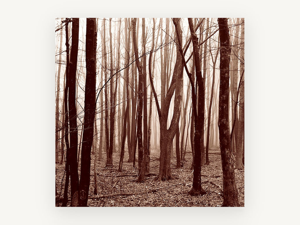 Sepia Wood Haze, misty bare forest sepia photograph, landscape canvas wall art print, front view