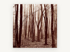 Sepia Wood Haze, misty bare forest sepia photograph, landscape canvas wall art print, front view