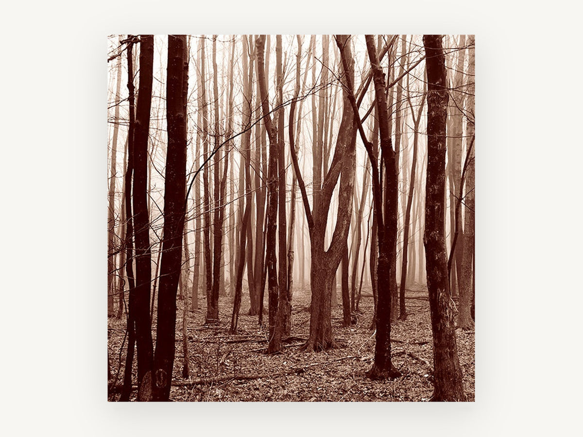 Sepia Wood Haze, misty bare forest sepia photograph, landscape canvas wall art print, front view