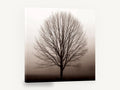 Bare Tree in Fog, bare tree in fog photograph, landscape canvas wall art print ready to hang
