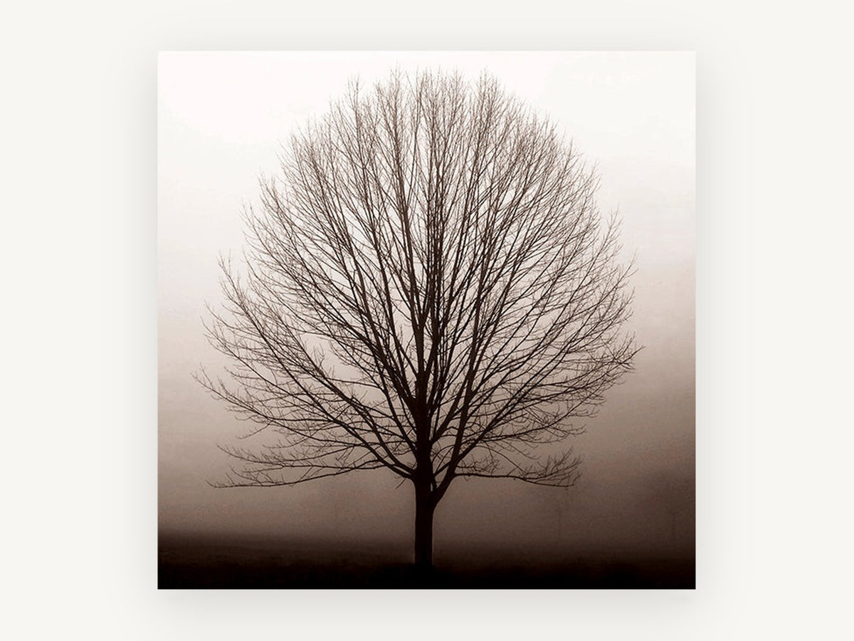 Bare Tree in Fog, bare tree in fog photograph, landscape canvas wall art print, front view
