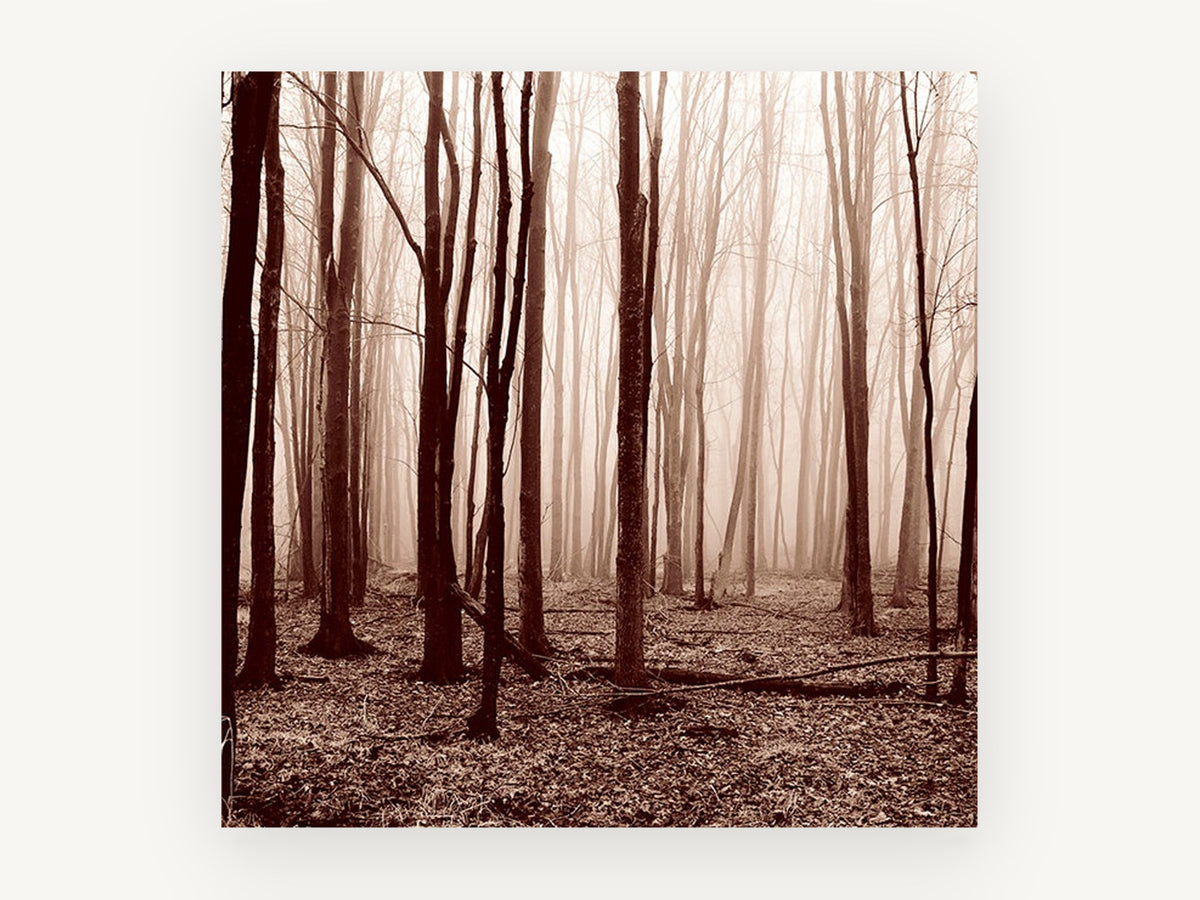 Sepia Winter Woods, misty bare forest sepia photograph, landscape canvas wall art print, front view