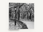 Park Bench Curve, black and white park bench photograph, landscape canvas wall art print ready to hang