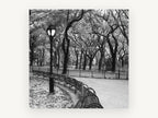 Park Bench Curve, black and white park bench photograph, landscape canvas wall art print, front view