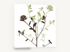 Songbird Among Thistles, green bird on thistle silhouette botanical, floral canvas wall art print ready to hang