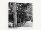 Lamplit Park Path, black and white park path photograph, landscape canvas wall art print ready to hang