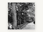 Lamplit Park Path, black and white park path photograph, landscape canvas wall art print, front view