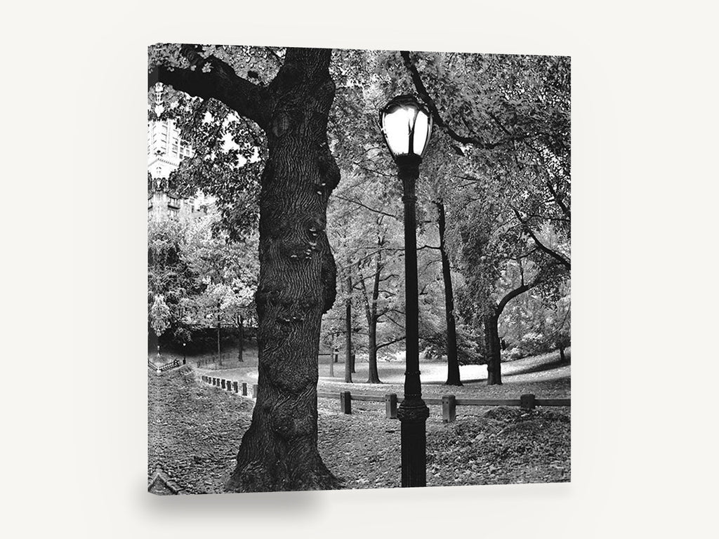 Gnarled Oak Park Lamppost, black and white park lamp photograph, landscape canvas wall art print ready to hang
