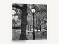 Gnarled Oak Park Lamppost, black and white park lamp photograph, landscape canvas wall art print ready to hang