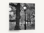 Gnarled Oak Park Lamppost, black and white park lamp photograph, landscape canvas wall art print ready to hang