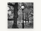 Gnarled Oak Park Lamppost, black and white park lamp photograph, landscape canvas wall art print, front view