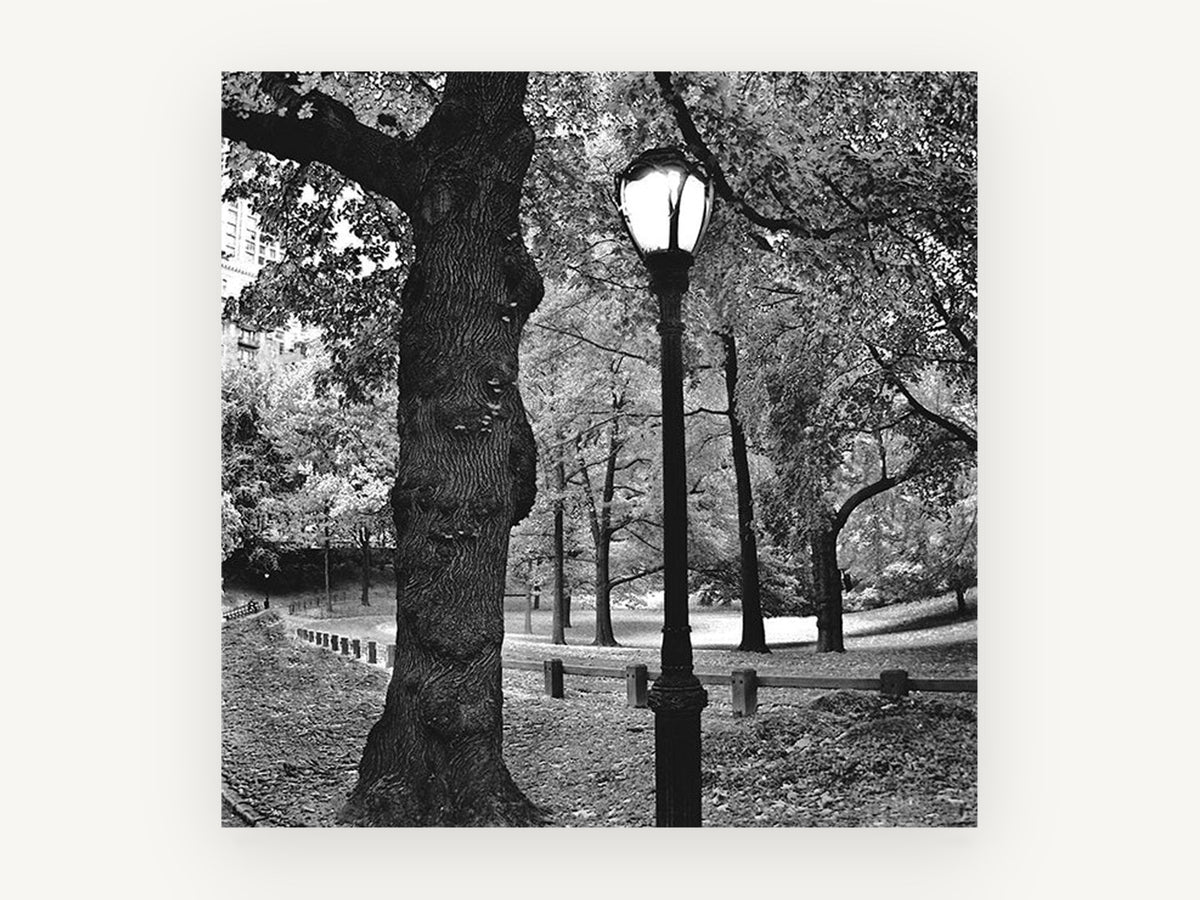 Gnarled Oak Park Lamppost, black and white park lamp photograph, landscape canvas wall art print, front view