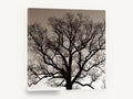 Bare Oak Silhouette, bare oak tree sepia photograph, landscape canvas wall art print ready to hang