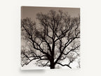 Bare Oak Silhouette, bare oak tree sepia photograph, landscape canvas wall art print ready to hang