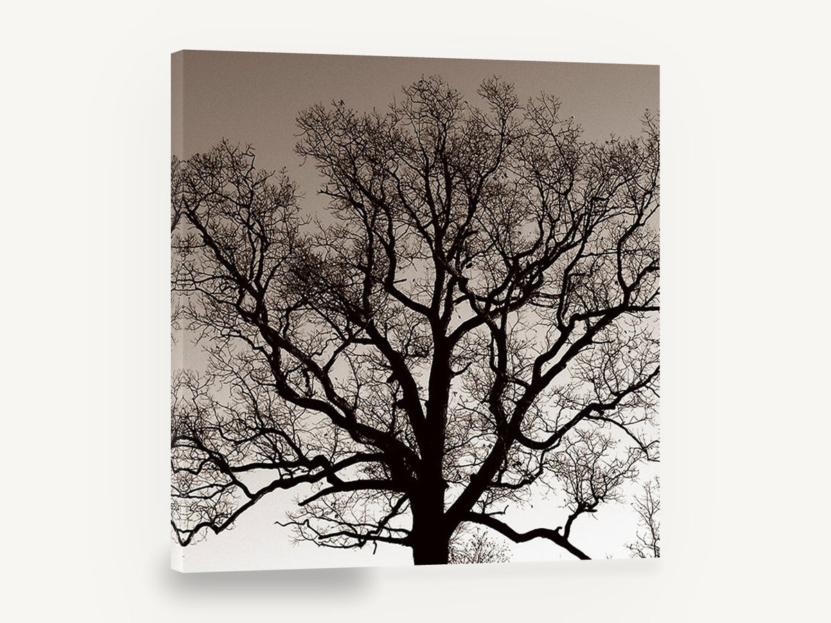 Bare Oak Silhouette, bare oak tree sepia photograph, landscape canvas wall art print ready to hang