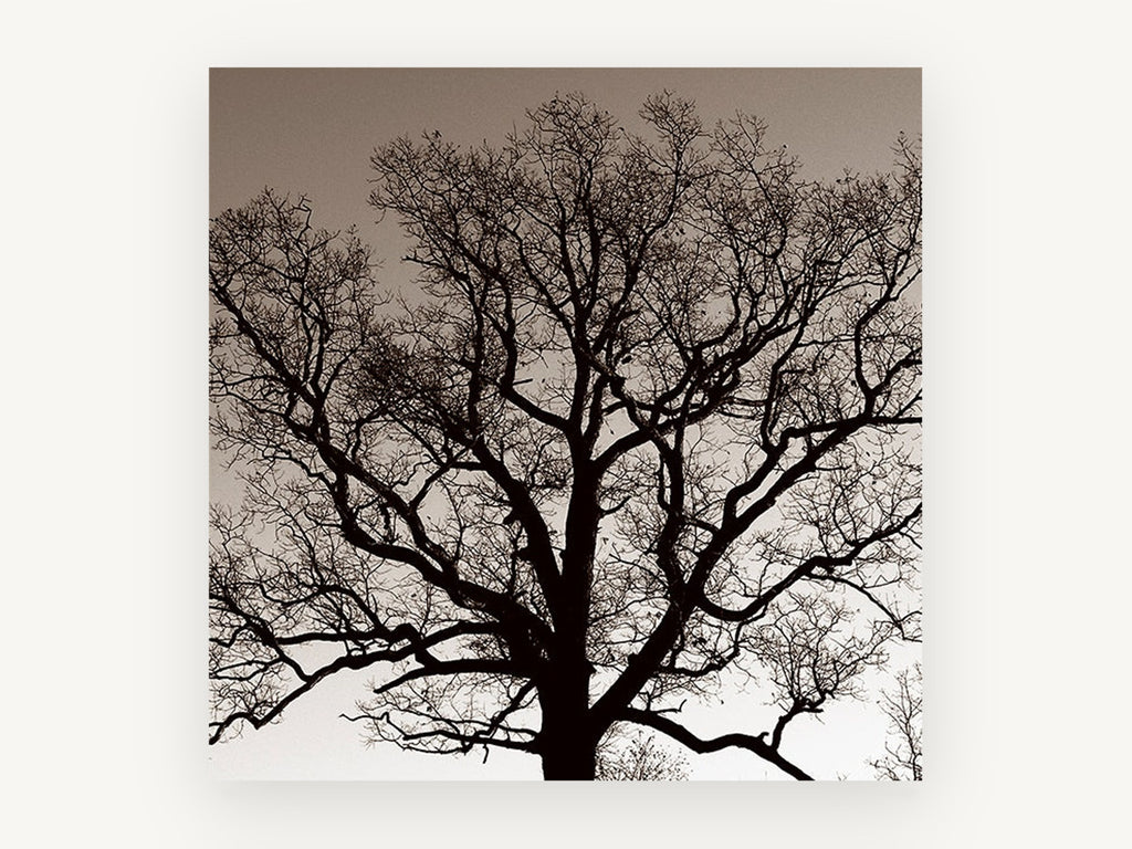 Bare Oak Silhouette, bare oak tree sepia photograph, landscape canvas wall art print, front view