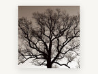Bare Oak Silhouette, bare oak tree sepia photograph, landscape canvas wall art print, front view