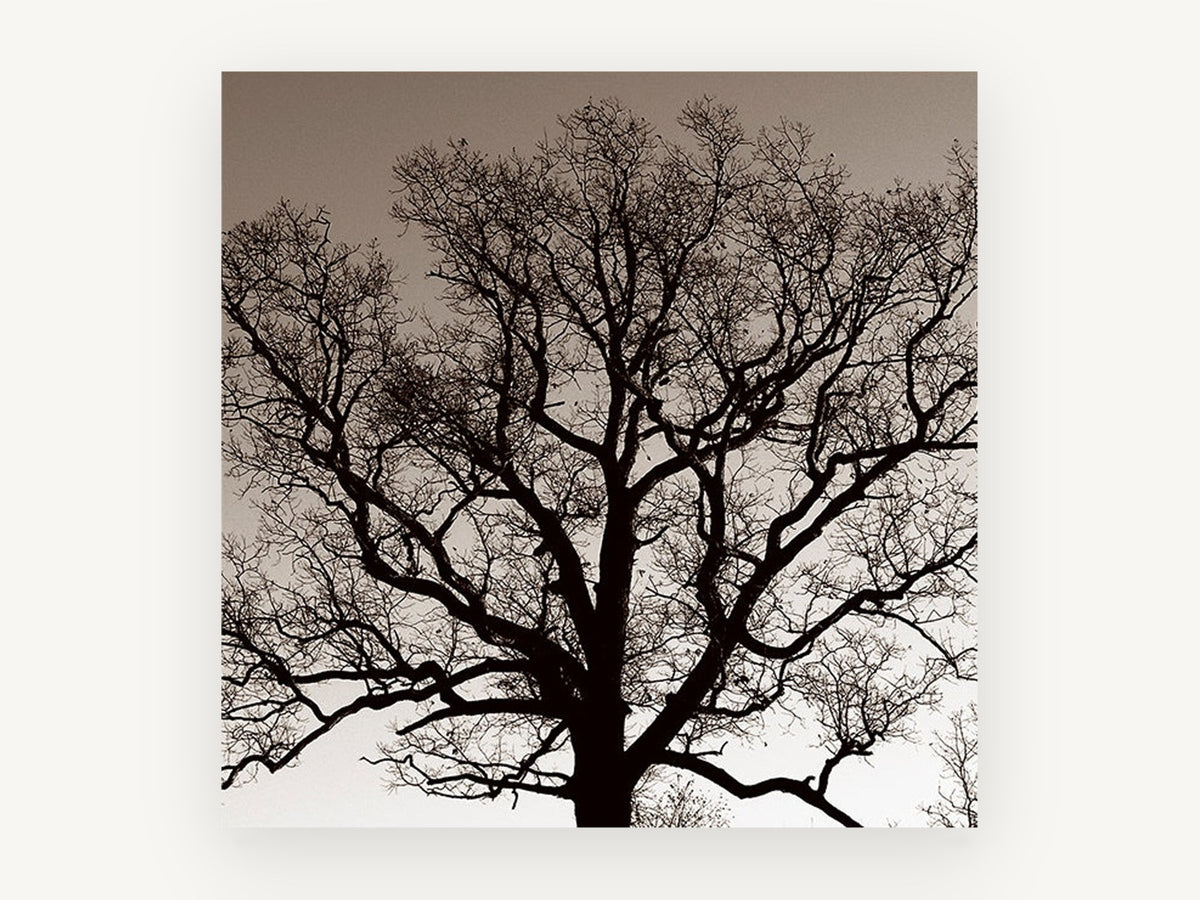 Bare Oak Silhouette, bare oak tree sepia photograph, landscape canvas wall art print, front view