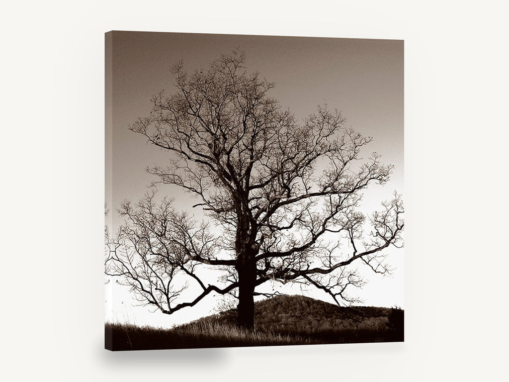 Bare Oak at Dusk, bare oak tree sepia photograph, landscape canvas wall art print ready to hang