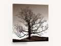 Bare Oak at Dusk, bare oak tree sepia photograph, landscape canvas wall art print ready to hang