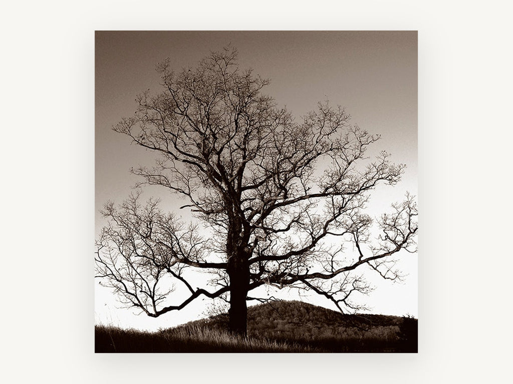 Bare Oak at Dusk, bare oak tree sepia photograph, landscape canvas wall art print, front view