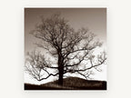 Bare Oak at Dusk, bare oak tree sepia photograph, landscape canvas wall art print, front view
