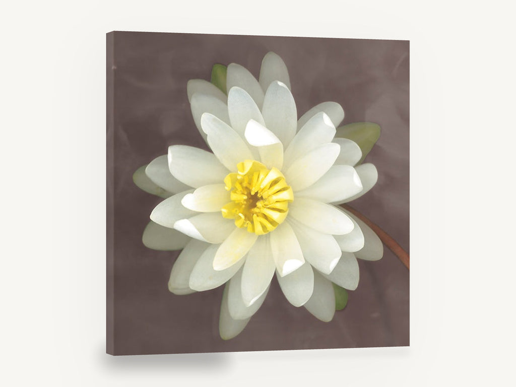 White Lily Bloom, white water lily botanical photograph, floral canvas wall art print ready to hang