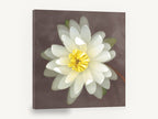 White Lily Bloom, white water lily botanical photograph, floral canvas wall art print ready to hang