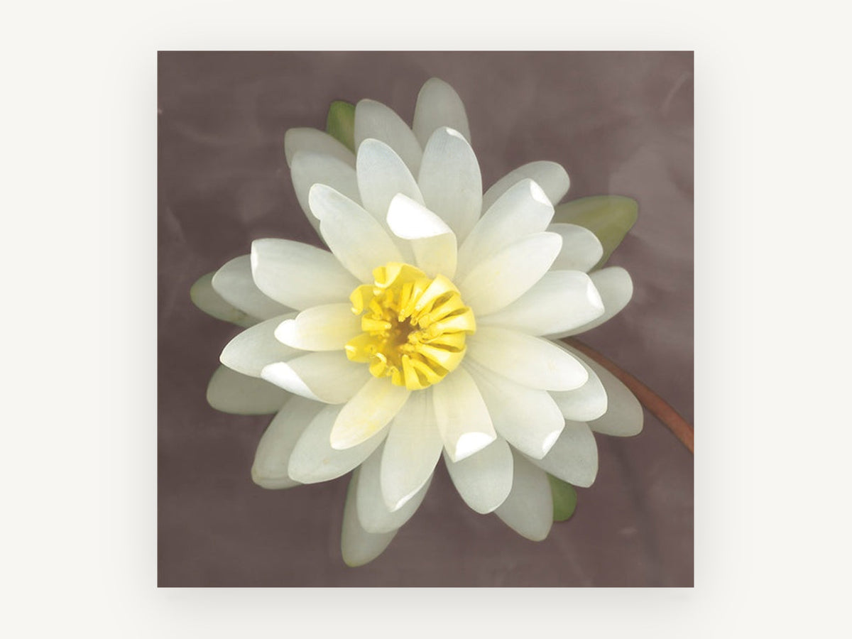 White Lily Bloom, floral canvas wall art print, front view