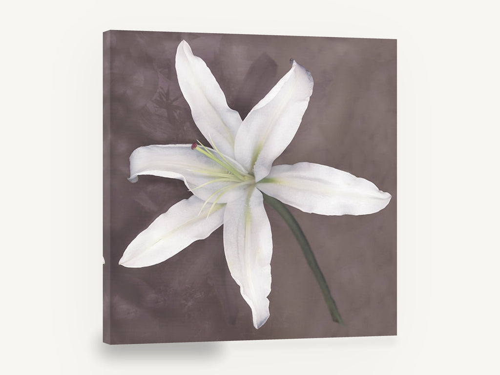 Pale Lily Bloom, white lily photograph mauve grey, floral canvas wall art print ready to hang