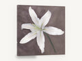 Pale Lily Bloom, white lily photograph mauve grey, floral canvas wall art print ready to hang