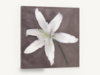 Pale Lily Bloom, white lily photograph mauve grey, floral canvas wall art print ready to hang