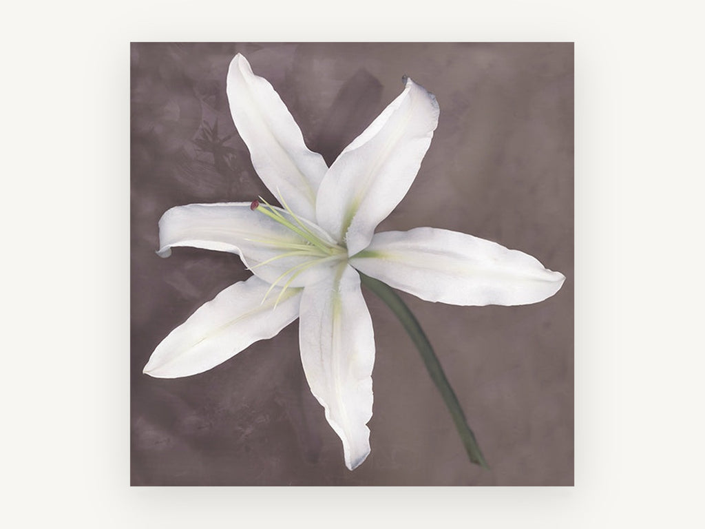 Pale Lily Bloom, floral canvas wall art print, front view