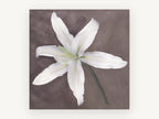 Pale Lily Bloom, floral canvas wall art print, front view