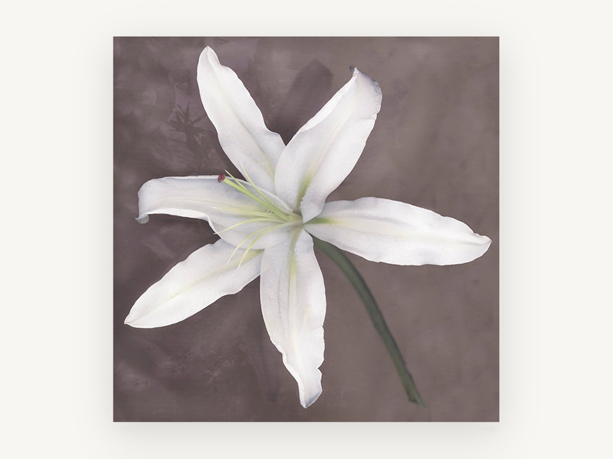 Pale Lily Bloom, floral canvas wall art print, front view