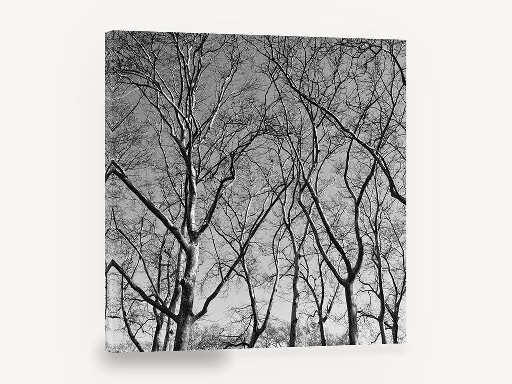 Bare Plane Canopy, bare winter trees black and white photograph, landscape canvas wall art print ready to hang