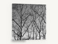 Bare Plane Canopy, bare winter trees black and white photograph, landscape canvas wall art print ready to hang