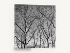 Bare Plane Canopy, bare winter trees black and white photograph, landscape canvas wall art print ready to hang