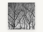 Bare Plane Canopy, bare winter trees black and white photograph, landscape canvas wall art print, front view