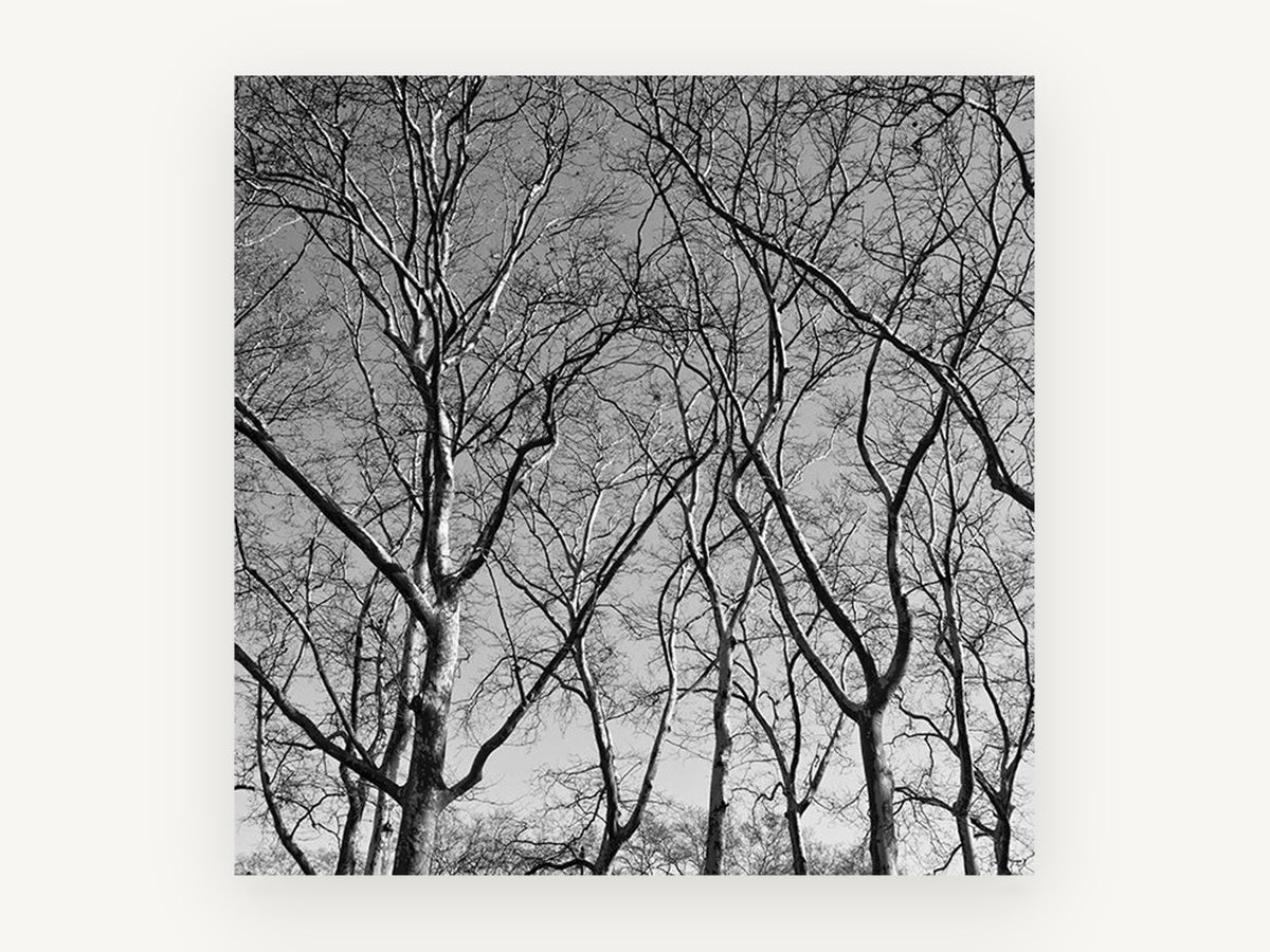 Bare Plane Canopy, bare winter trees black and white photograph, landscape canvas wall art print, front view