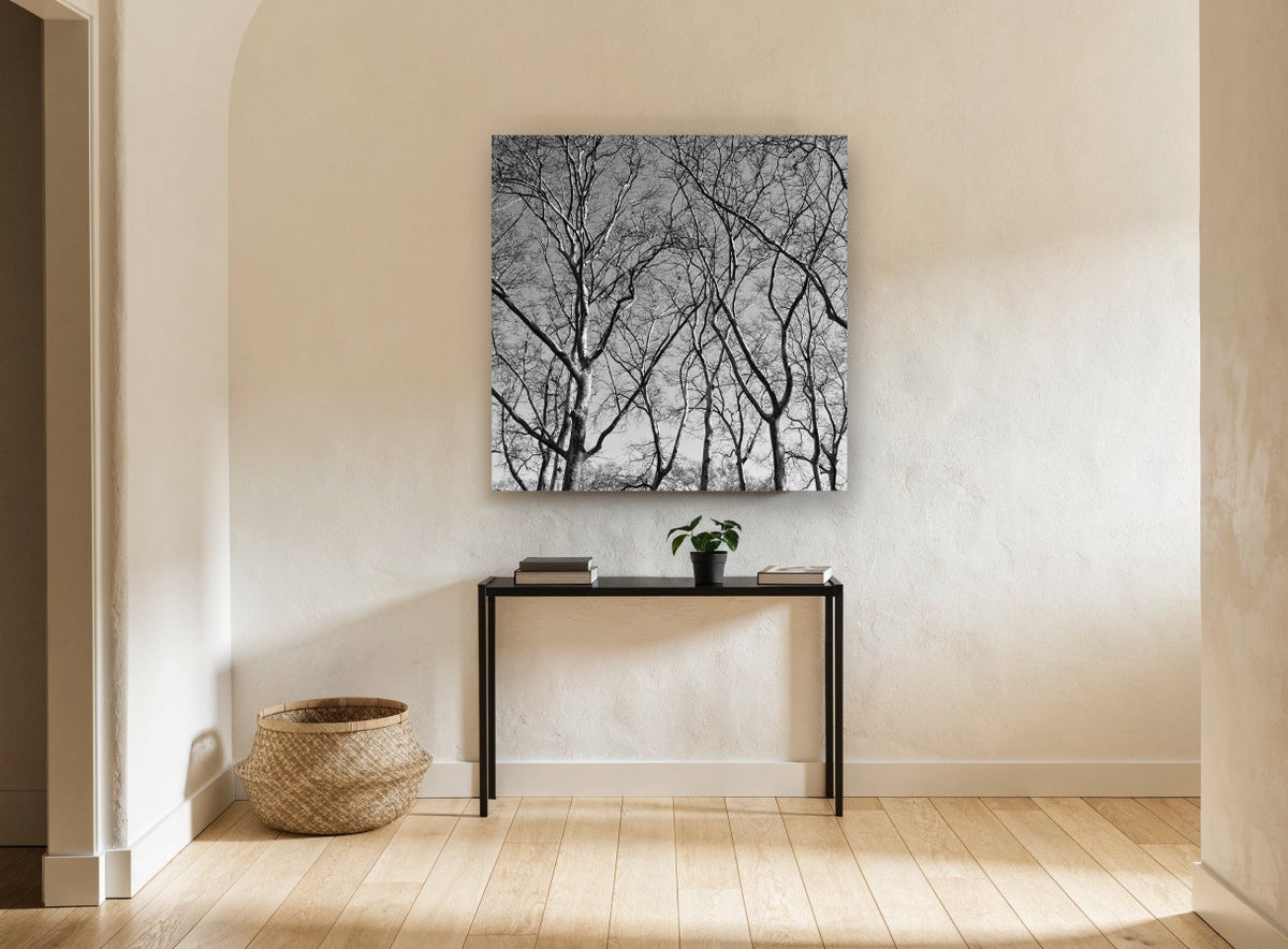 Bare Plane Canopy landscape canvas print on the wall of a hallway