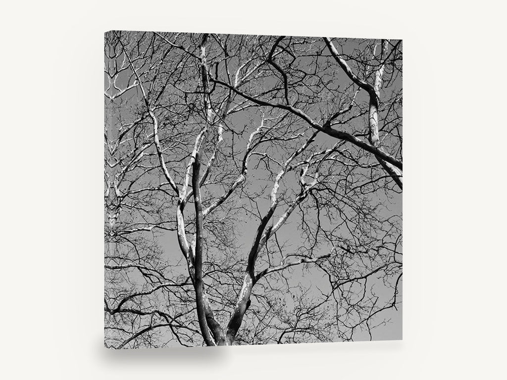Bare Branch Canopy, bare tree branches black and white photograph, landscape canvas wall art print ready to hang